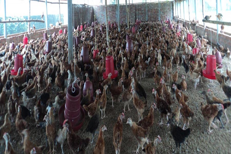 A view of a poultry farm in Bogra Sadar    		-FE Photo