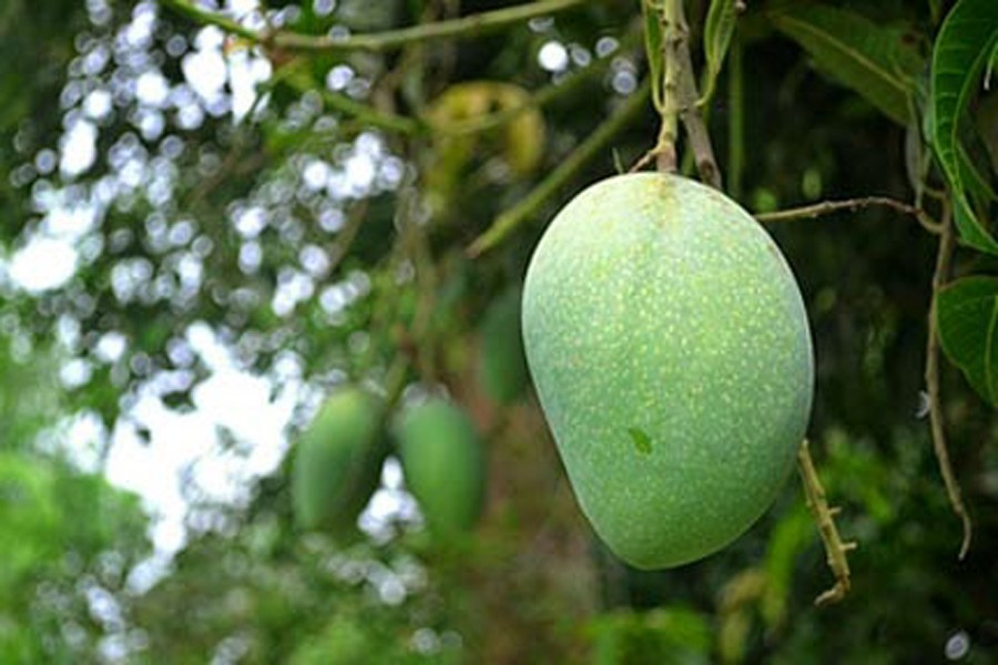 Rajshahi mango production  likely to increase this season