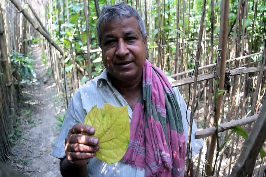 A farmer showing a betel leaf of his fungal-affected garden in Shatrijitpur village under Magura Sadar on Monday     	— FE Photo