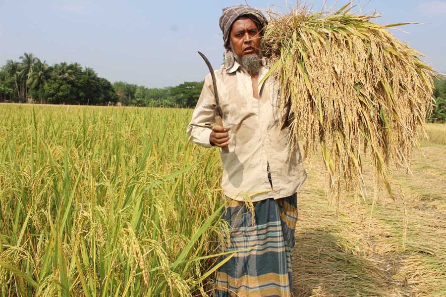 A farmer heading home after harvesting BINA-17 paddy in Ramnagar village under Magura Sadar on Saturday  	— FE Photo