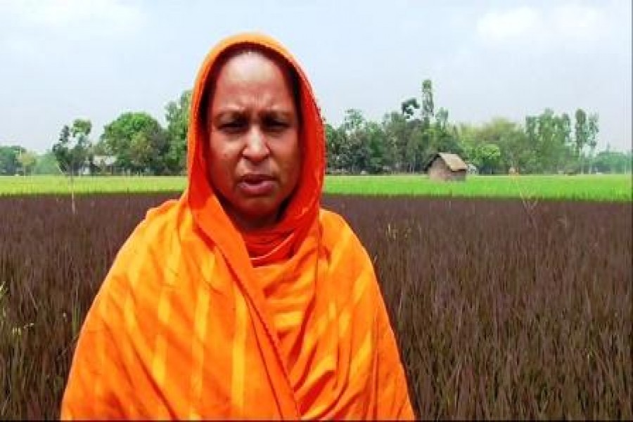 Dulali Begum, a resident of Surandah village at Ramjibon union in Sundarganj upazila, in her purple rice field in Gaibandha , Photo: UNB