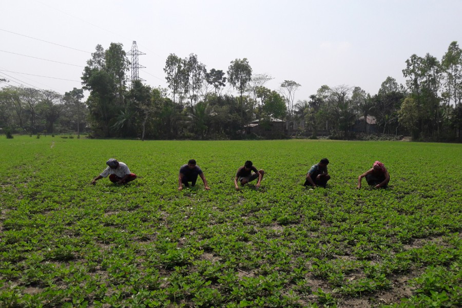 Farmhands working on a piece of peanut land in Gandiasur village under Boiltali union of Gopalganj Sadar on Saturday   	— FE photo