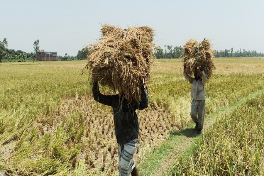 Rangpur, Bogura Boro growers suffer for shortage of labour