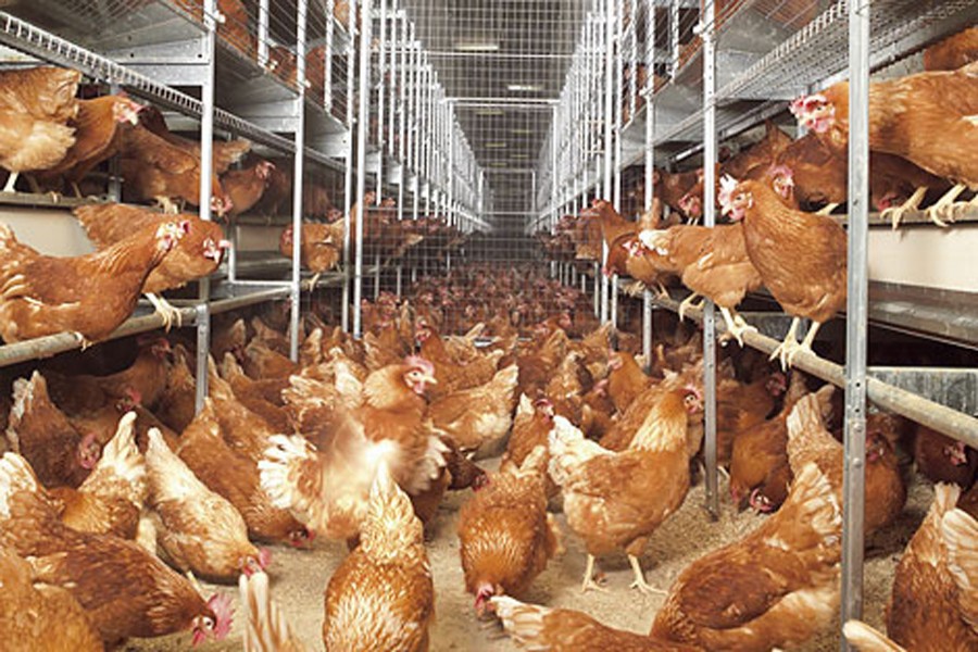 The necessity of standardising poultry feed