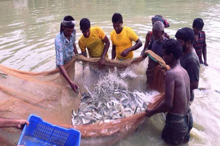 Cultivators catching fishes from a pond in Diyol village under Akkelpur upazila of Joypurhat on Wednesday    	— FE Photo