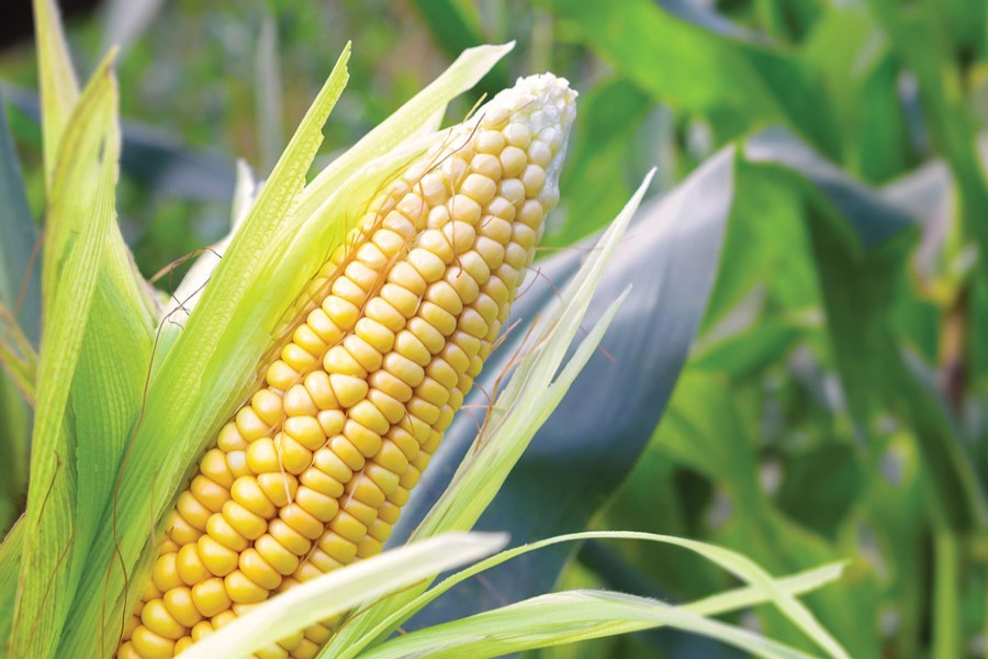Manikganj maize cultivators achieve bumper production