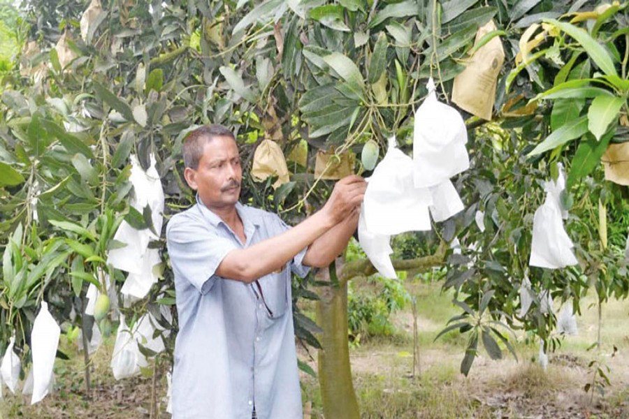 A grower applying the fruit-bagging method to his mango orchard in Bojaypur village under Lalpur upazila of Naogaon on Monday   	— FE Photo
