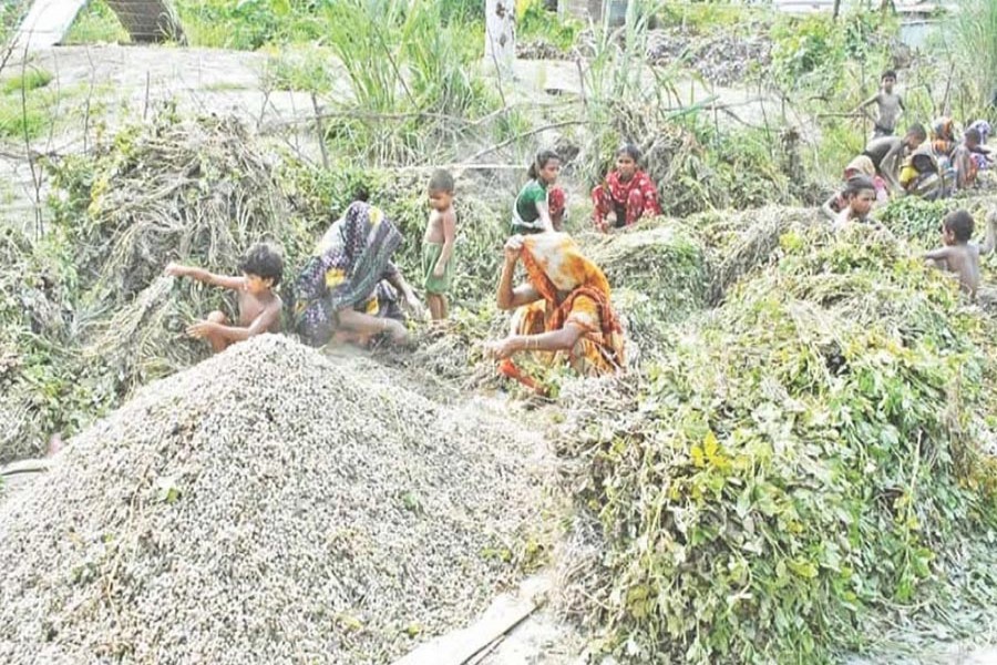 PABNA: Both women and kids of a char area separating groundnut from plants after harvest from a crop field in Pabna district on Saturday	— FE Photo