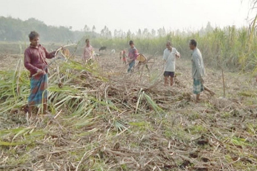 PABNA: Farmers removing damaged sugarcane in a pensive mood from a crop field in the sugar mill zone area in Pabna district recently	— FE Photo
