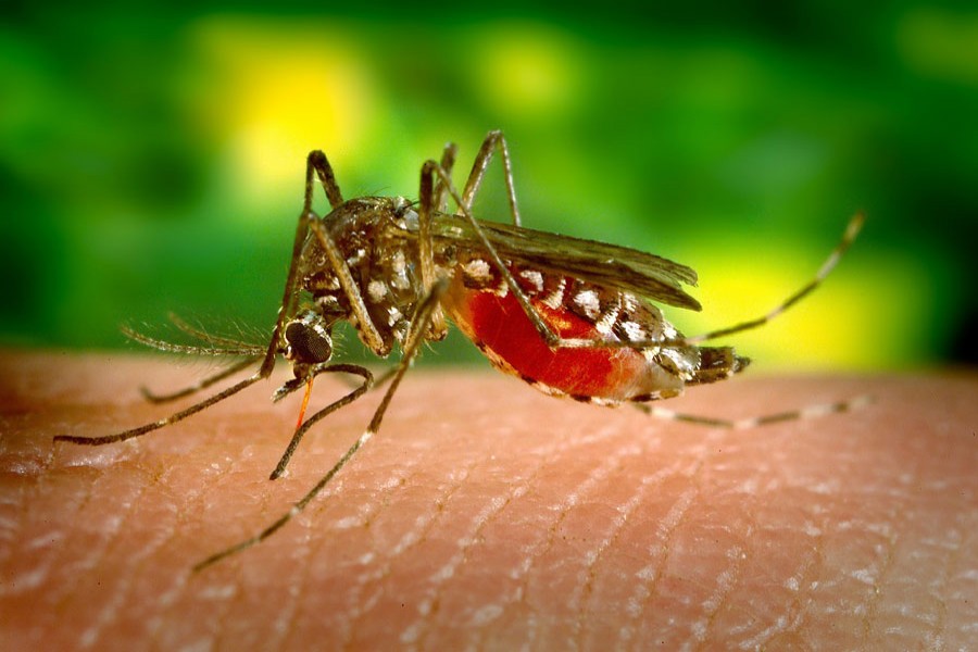 For a global battle against dengue