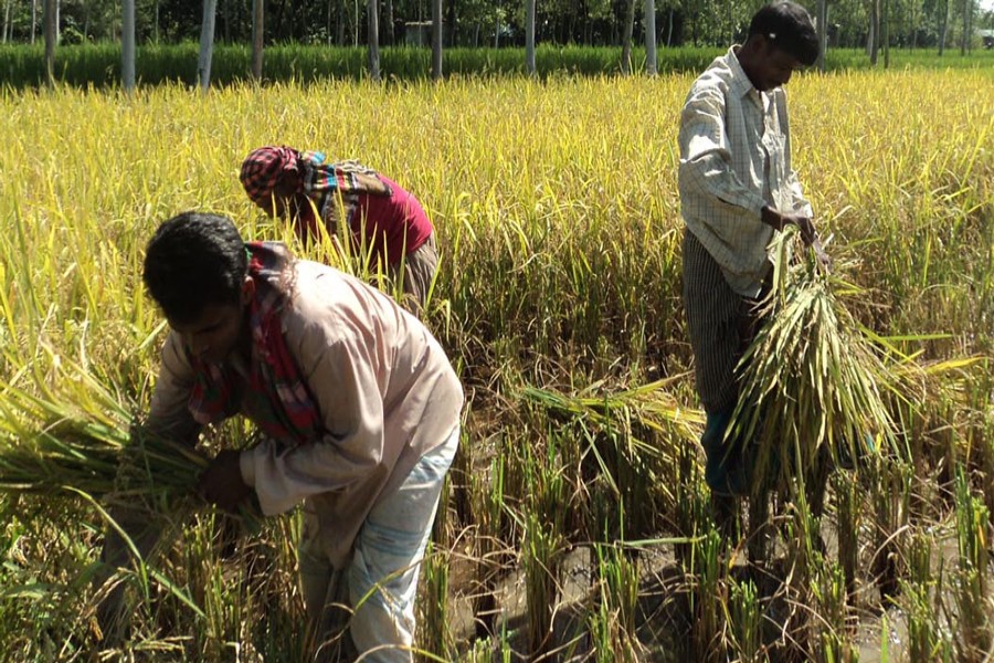 A group of farmers harvesting Aus paddy in Joypurhat. The photograph was snapped on Wednesday  	— FE Photo