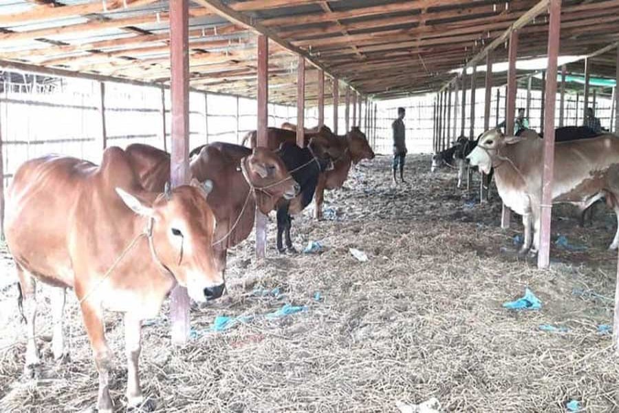 Farmers are busy fattening their cattle at a farm in Panchagarh district. Photo: UNB