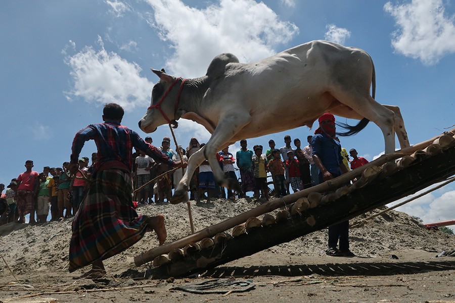 A cow leaping off a trawler at Postagola on Thursday as cattle are being brought to the city markets ahead of Eid-ul-Azha — FE photo by Shafiqul Alam