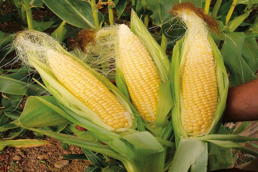Maize output exceeds target in Rangpur region