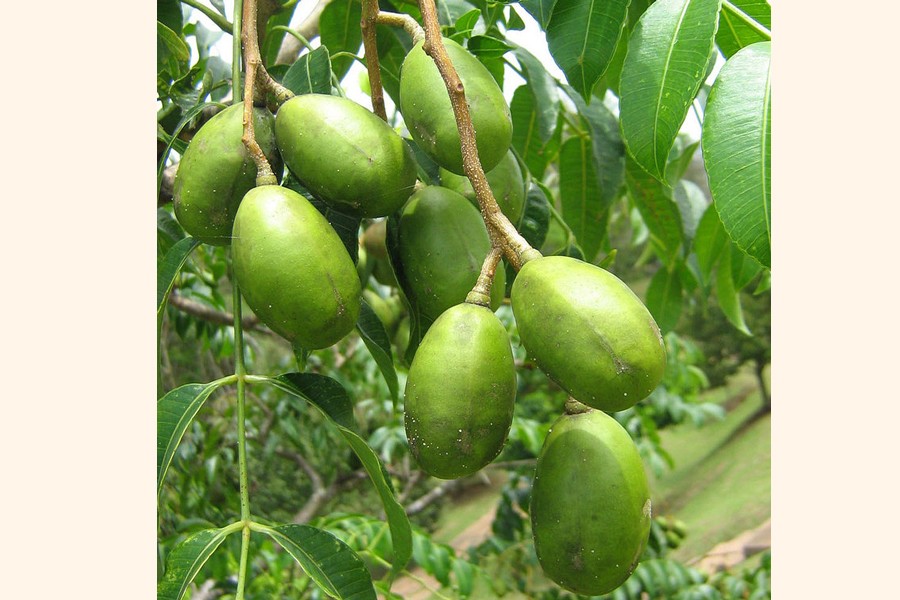 Commercial hog plum cultivation gains popularity in districts