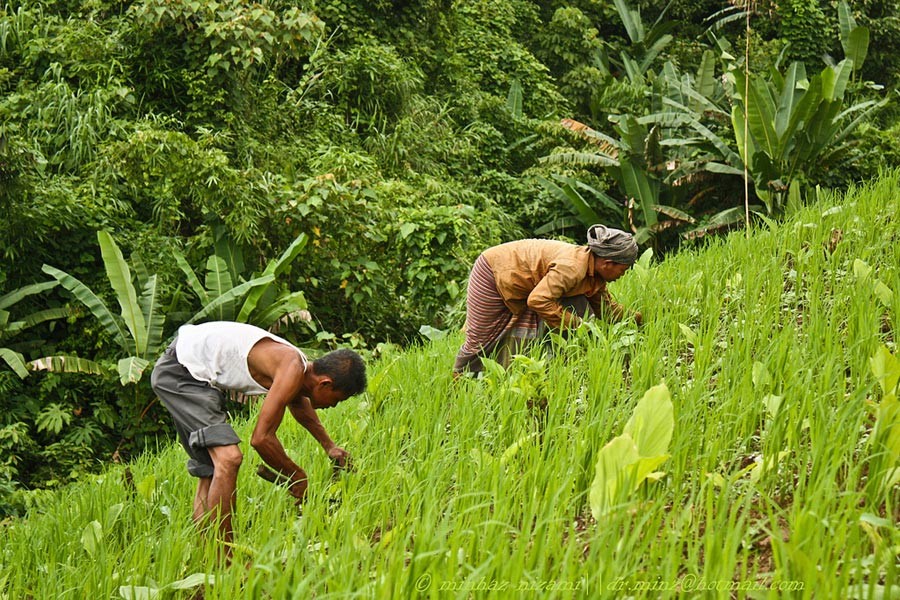 Farmers cultivating on jhum areas. Representational image