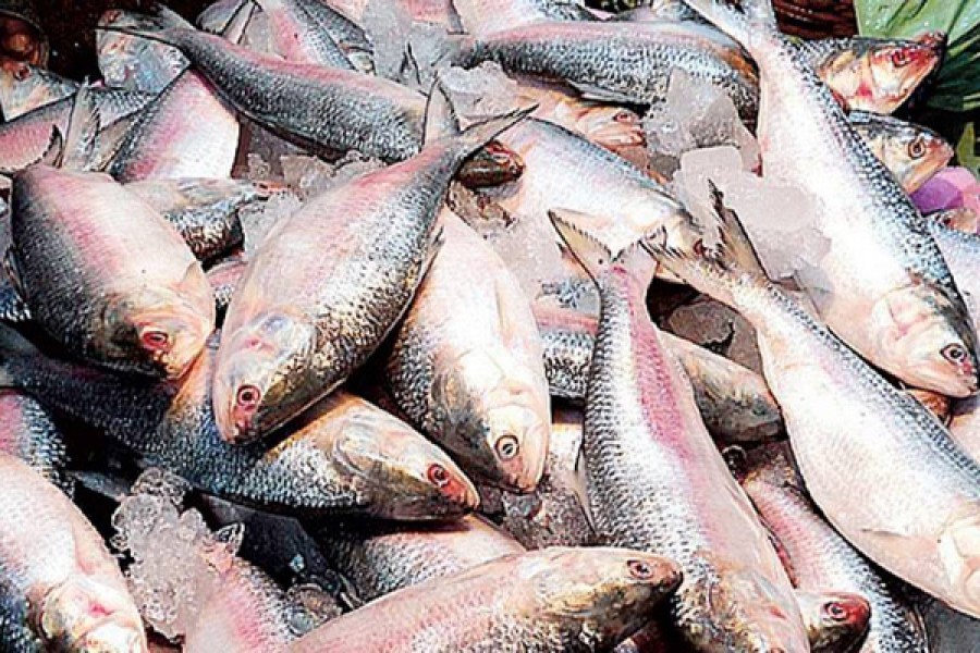 Two teams claim success in  hilsa genome sequence