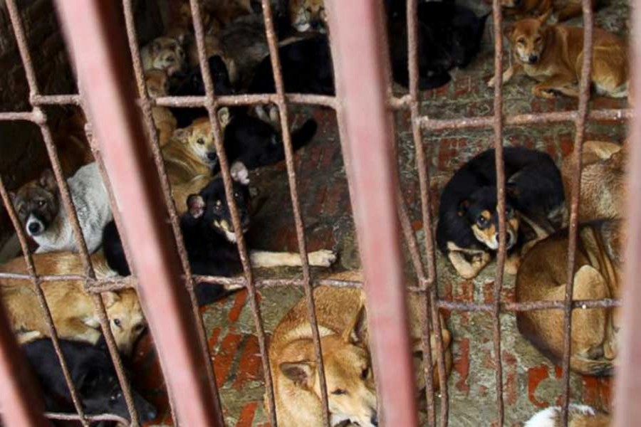 In this file photo, dogs are kept in a cage of a wholesale supplier of live dogs in Hanoi, Vietnam. - AP