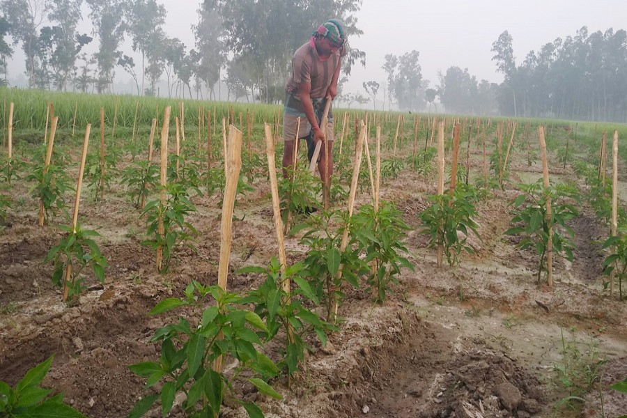 A farmer taking care of a chilli field in Gunaher village under Dupchanchia upazila of Bogura on Thursday   	— FE Photo