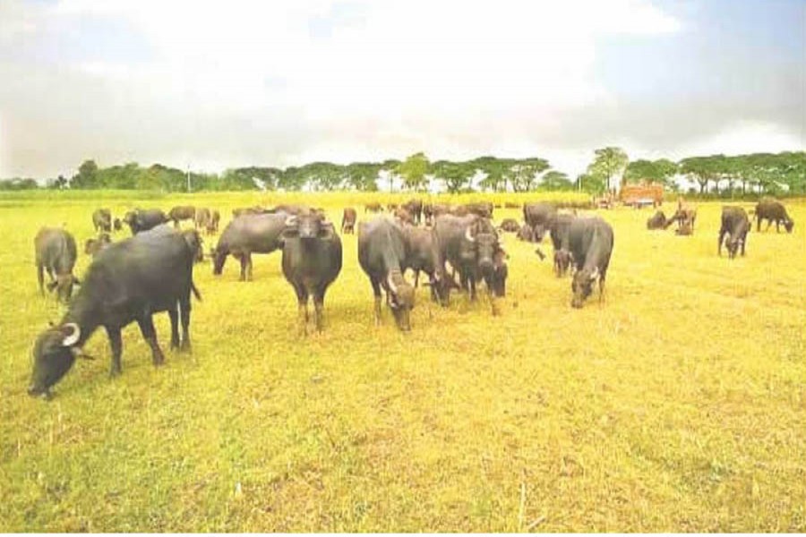 Buffaloes grazing in an open field in Lalpur upazila of Natore on Saturday  	— FE Photo