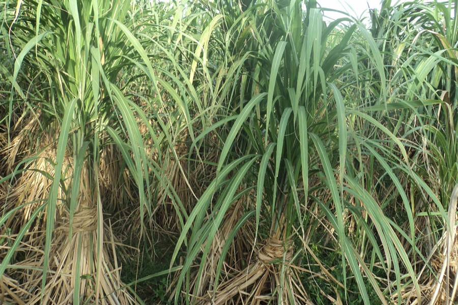 A view of a sugarcane field in Joypurhat Sugar Mill area    	— FE Photo