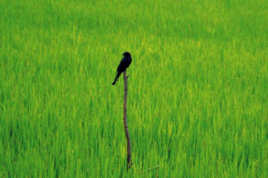 RAJSHAHI:  A bird sitting on a pole in a crop field to catch insects  	— FE Photo