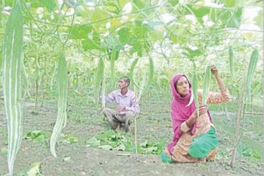 A couple taking care of their snake gourd field in Uttorbhabki village under Kalai upazila of Joypurhat on Saturday   	— FE Photo