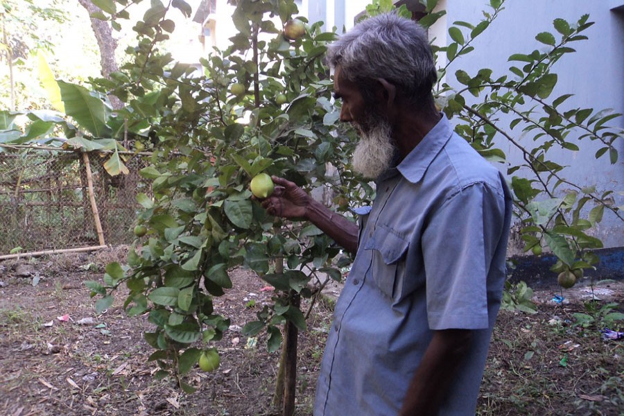 Lemon farming brings smile on Natore cultivators’ faces