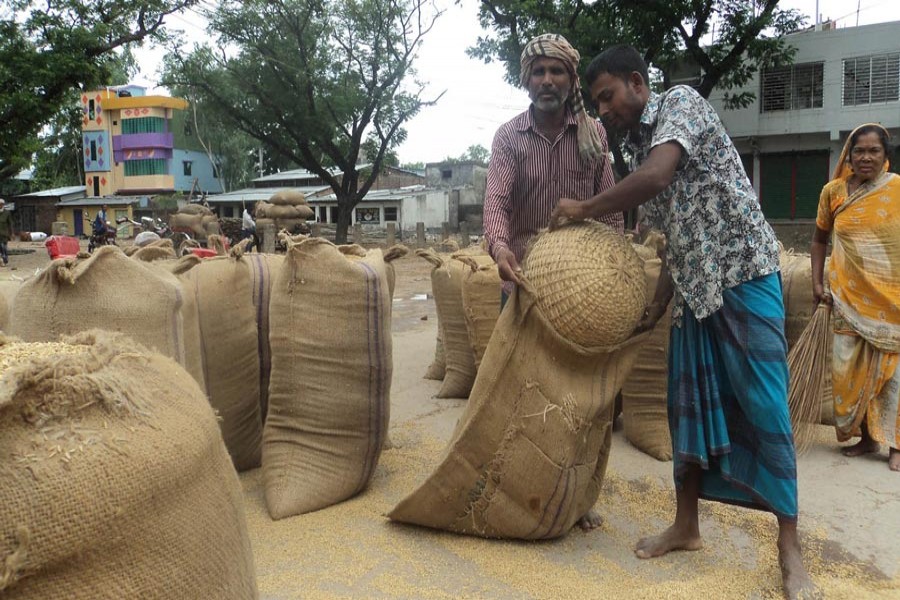 Workers filling sacks with the newly-harvested short-duration paddy in a wholesale market in Dhaphaat under Dupchanchia upazila of Bogura on Tuesday    	— FE Photo
