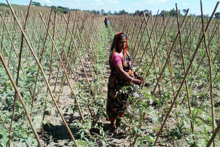 A female tomato farmer taking care of her field in Raghunathpur union under Gopalganj Sadar on Tuesday    	— FE Photo