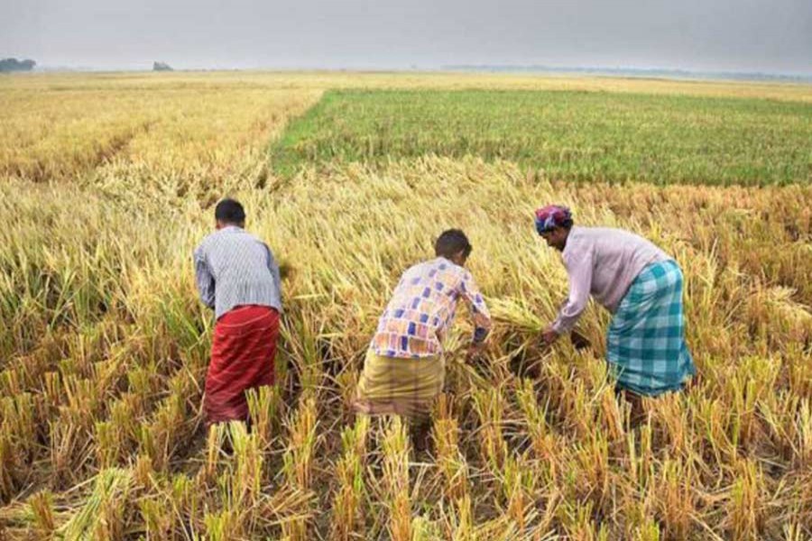 Sylhet farmers await good Aman harvest