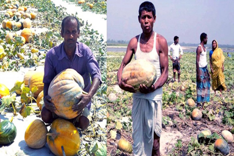 Pumpkin farming changes lot of 25,000 char families