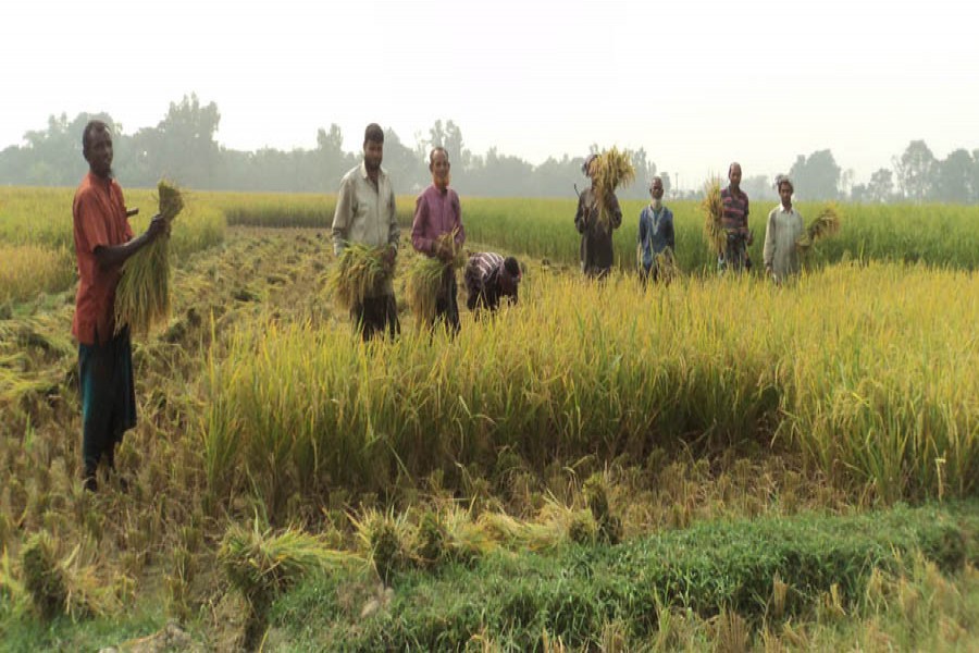 A group of farmers harvesting T-Aman paddy at a field in Gopalpur village under Nandigram upazila of Bogura on Saturday      	 — FE Photo