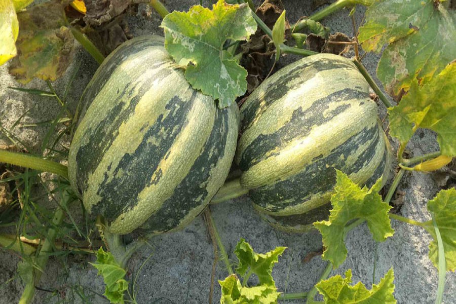 Pumpkin farming gains popularity in Rangpur