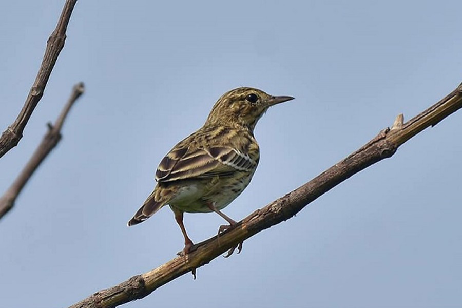 Bird lover detects rare bird  Tree Pipit in Rajshahi village