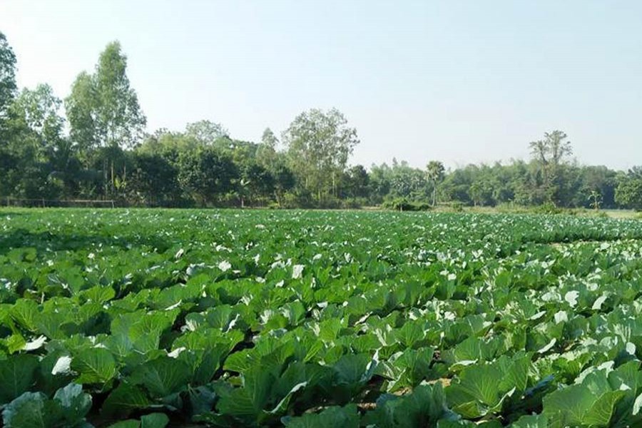 A view of a cabbage field at Badalgachi Upazila in Naogaon district 	— FE Photo