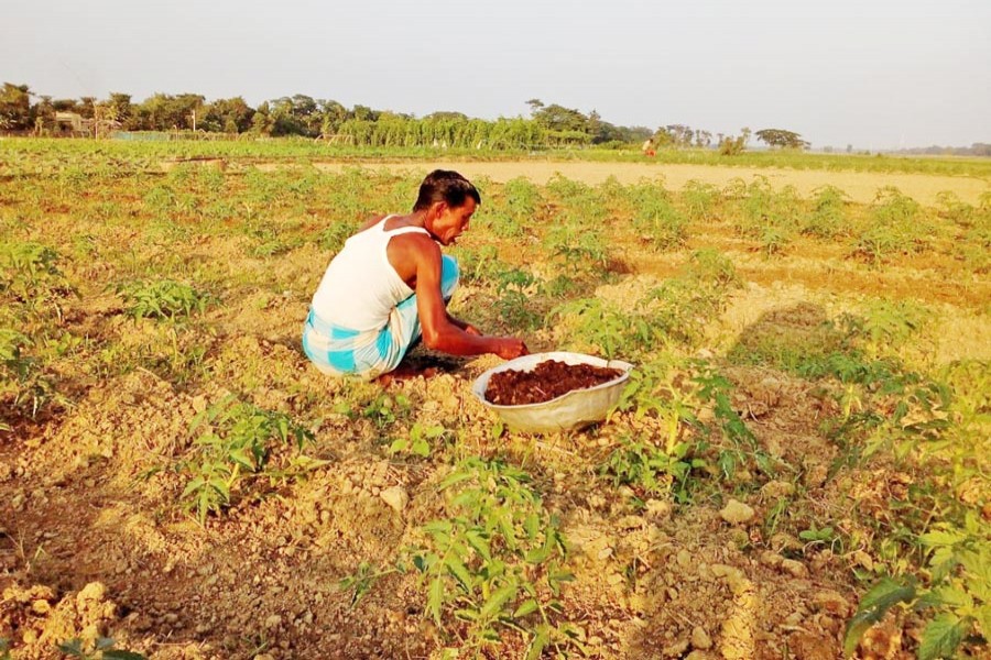 A farmer taking care of his winter vegetable plot in Sylhet Sadar on Tuesday	— FE Photo