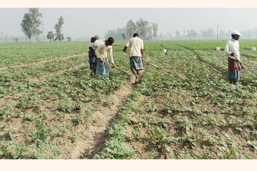 Farm labourers working in a potato field under Dupchanchia upazila of Bogura on Wednesday	 — FE Photo