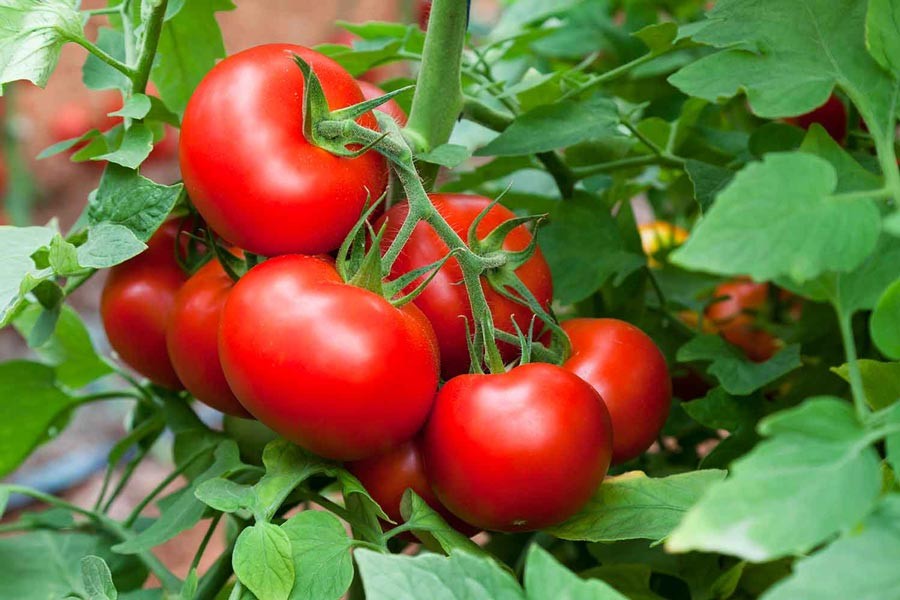 Tomato plants grow well in Rangpur