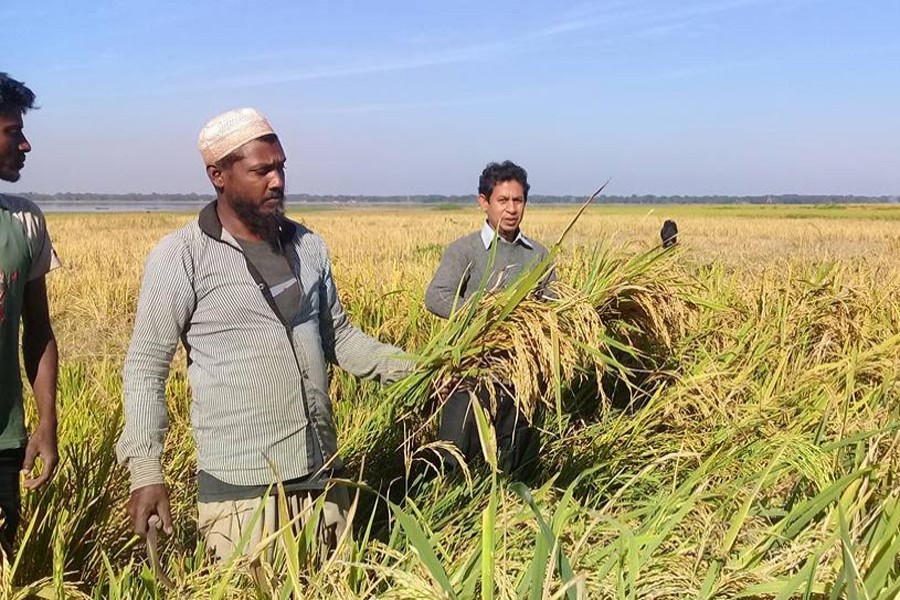 Farmers harvesting T-Aman paddy at a field in Sylhet on Monday  	— FE Photo