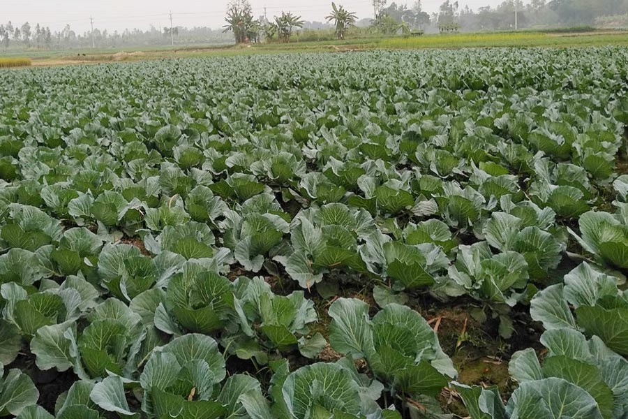 A view of a cabbage field in Shibganj upazila of Bogura   	— FE Photo