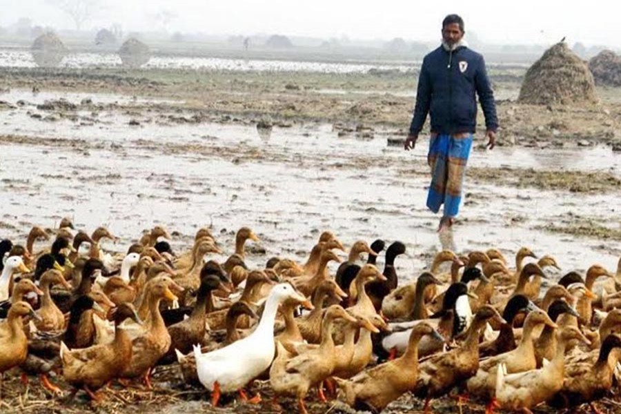 Shahidul Islam with his ducks on the bank of a local wet land in Atrai upazila of Naogaon   	— FE Photo