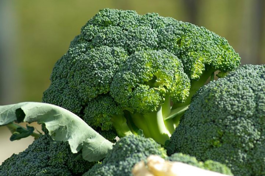 Broccoli cultivation gains popularity in Rajshahi