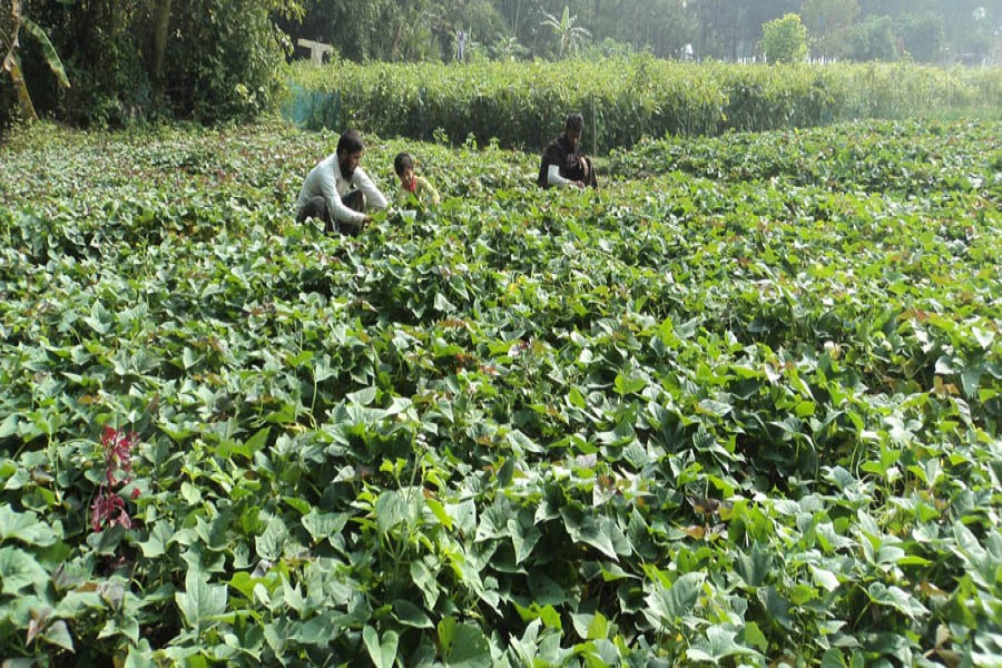 A view of a sweet potato field in Akkelpur upazila of Joypurhat district	— FE Photo