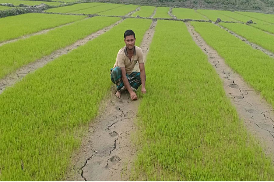 A farmer taking care of his Boro seedbeds in the Baldipukur area under Mithapukur upazila of Rangpur district on Tuesday    	— FE Photo