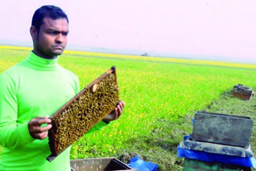 A beekeeper collecting honey from bee boxes set up beside a vast mustard field in Rajshahi    	— BSS Photo