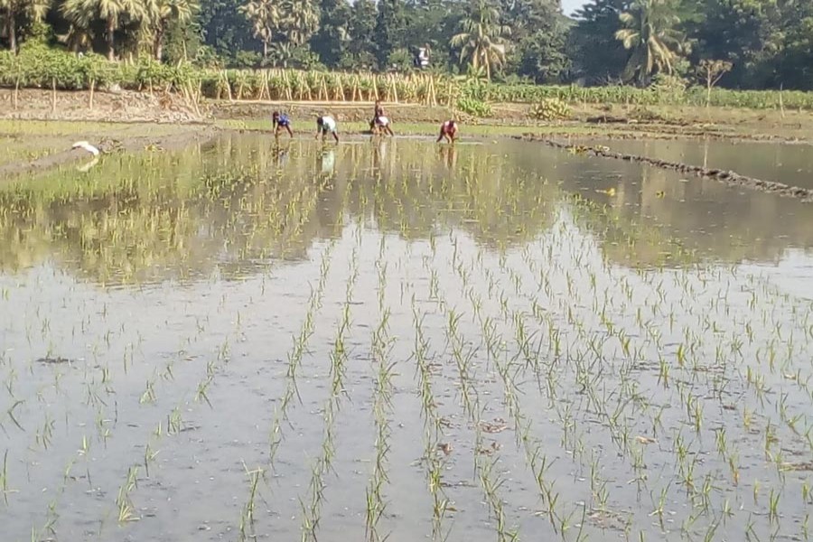 Farmers planting Boro seedlings in a field at Digarkul village under Gopalganj Sadar upazila on Wednesday  	— FE Photo