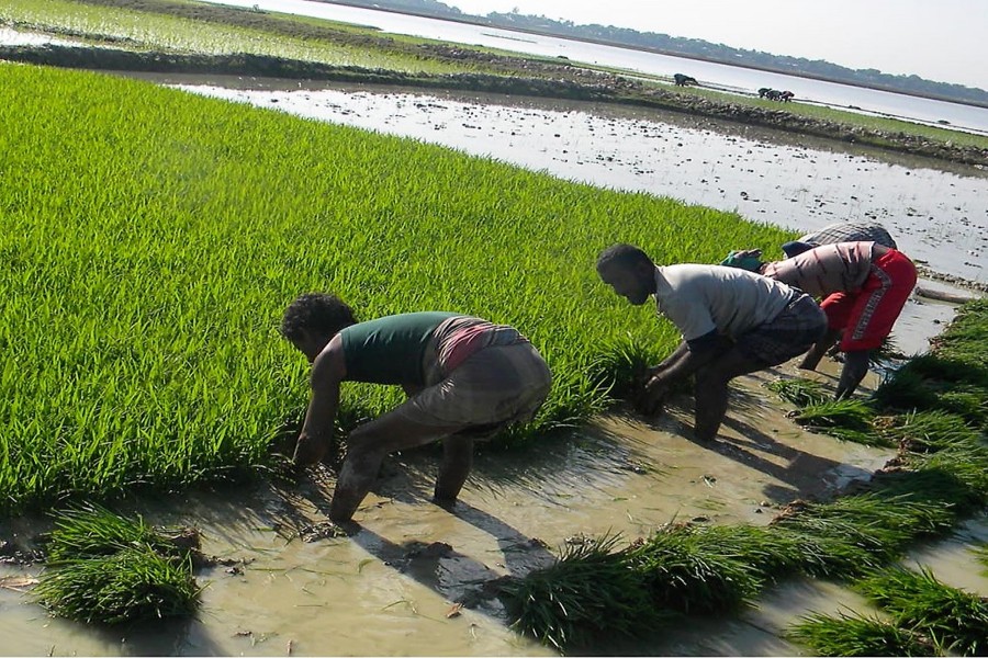 Farmers collecting Boro seedlings from a seedbed in Derai upazila of Sunamganj  district on Saturday      	— FE Photo