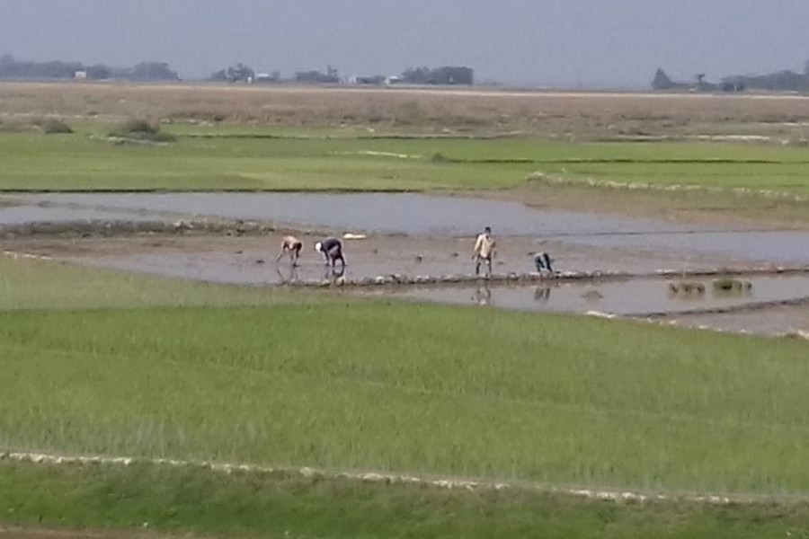 Farmers working in a paddy field in Sylhet Sadar on Sunday  	— FE Photo