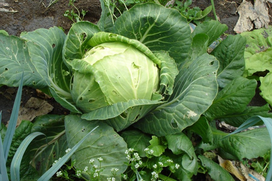 Magura cabbage growers unhappy about low prices